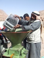 Seventy families now use the mo'assessa's oil press.